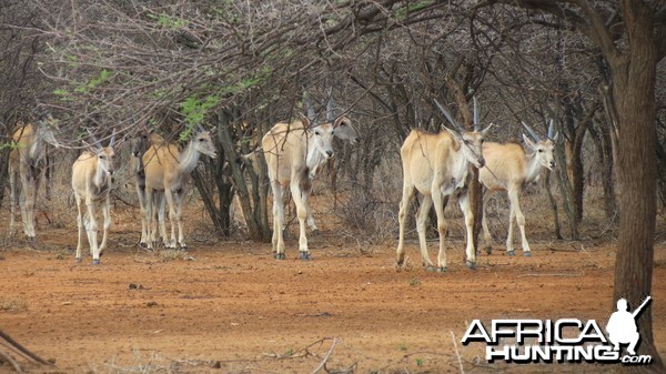 Cape Eland Namibia