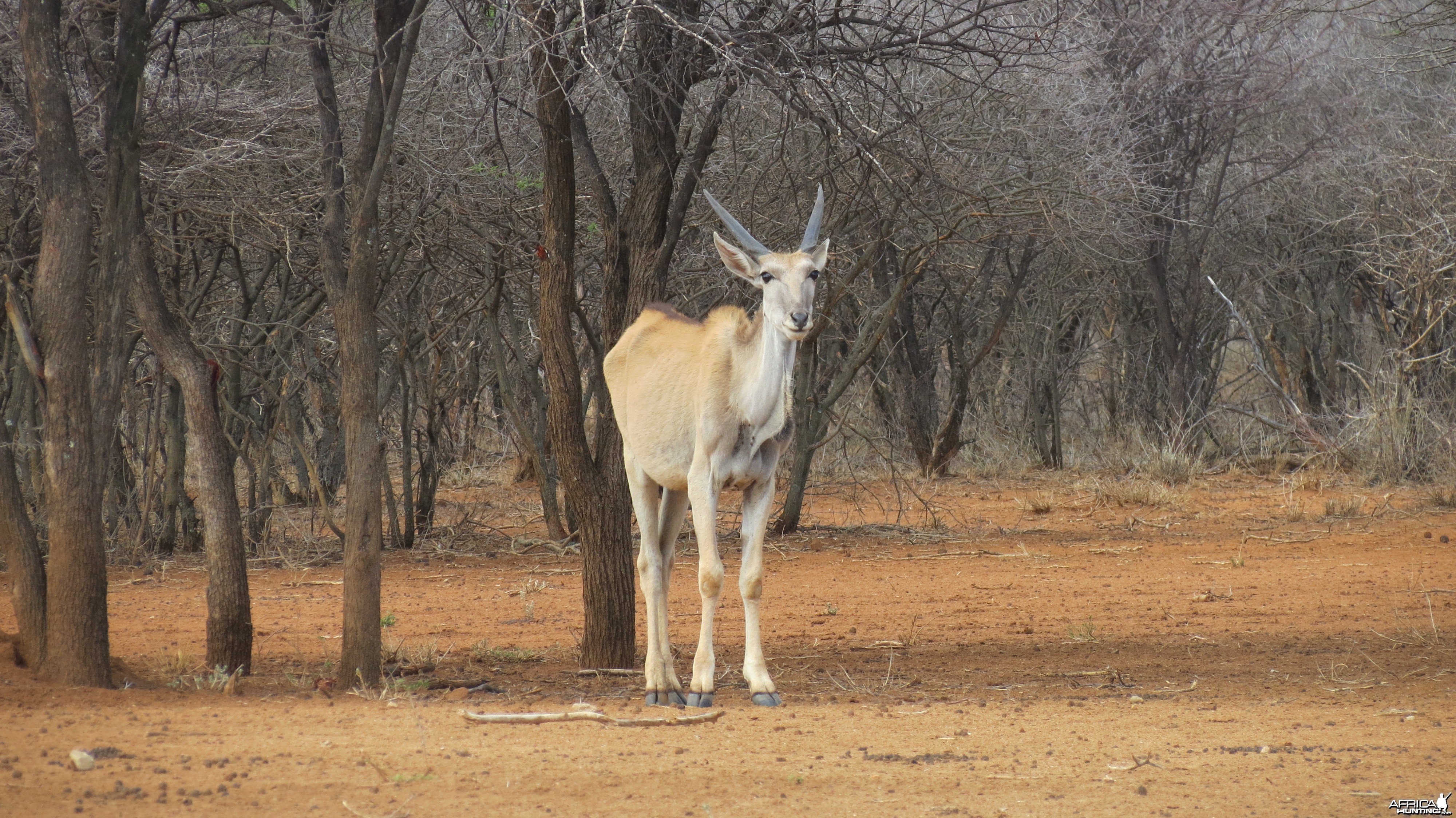 Cape Eland Namibia