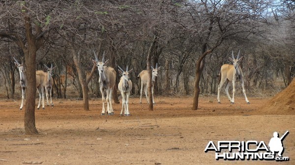 Cape Eland Namibia