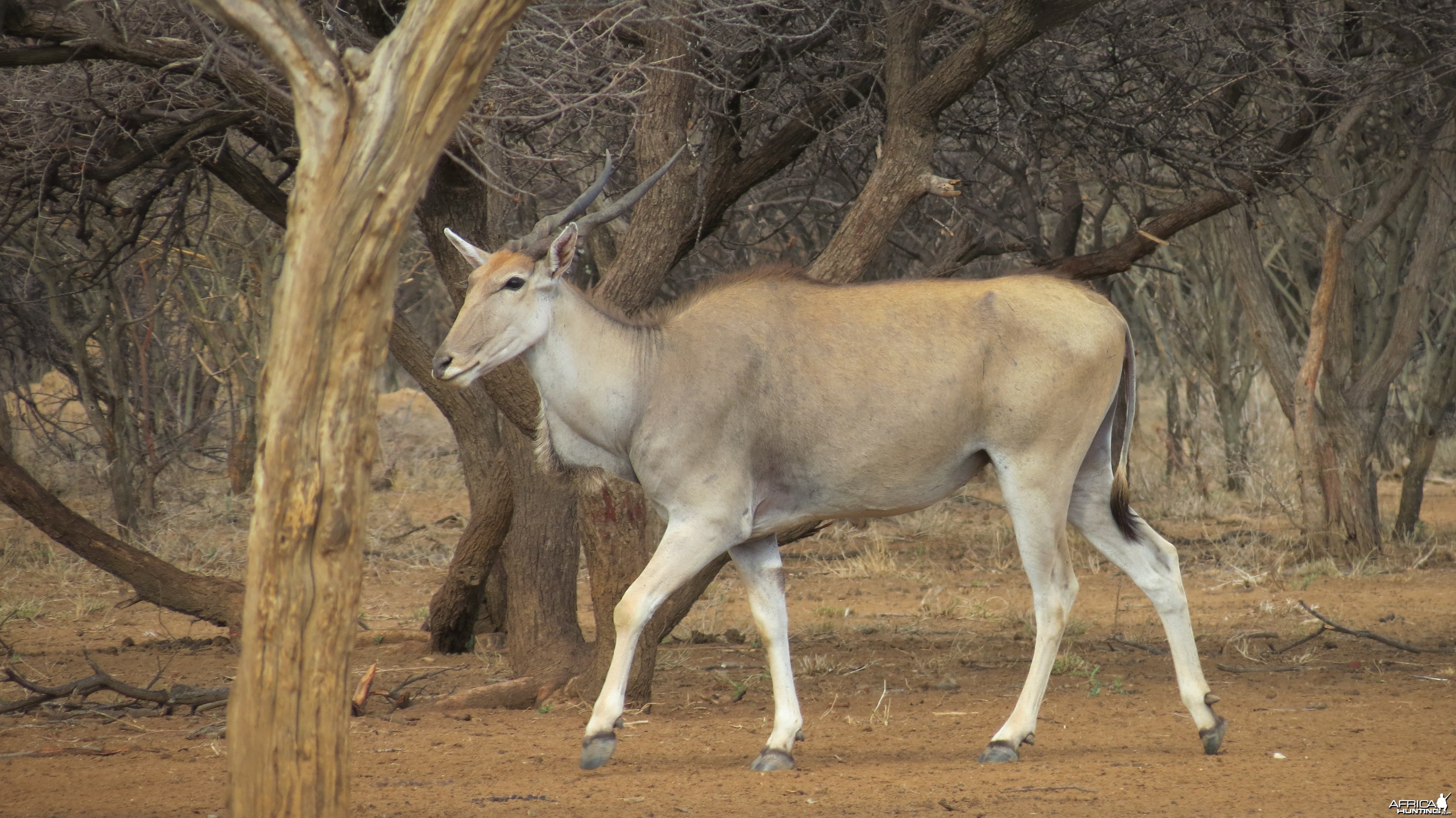 Cape Eland Namibia