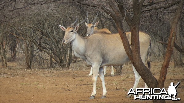 Cape Eland Namibia