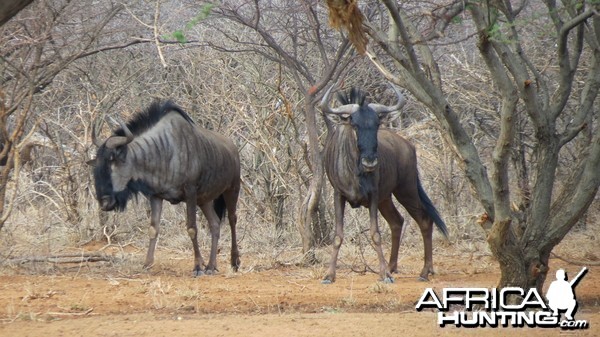 Blue Wildebeest Namibia