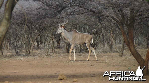 Greater Kudu Namibia