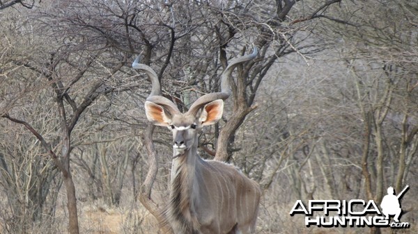 Greater Kudu Namibia