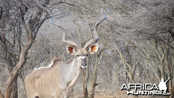 Greater Kudu Namibia