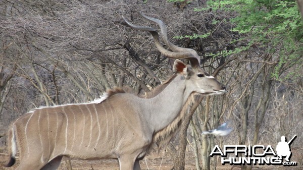 Greater Kudu Namibia