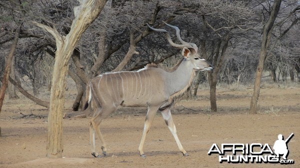 Greater Kudu Namibia