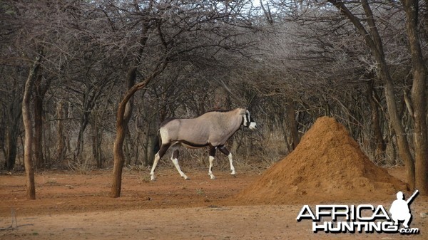 Gemsbok Namibia