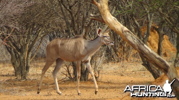 Greater Kudu Namibia