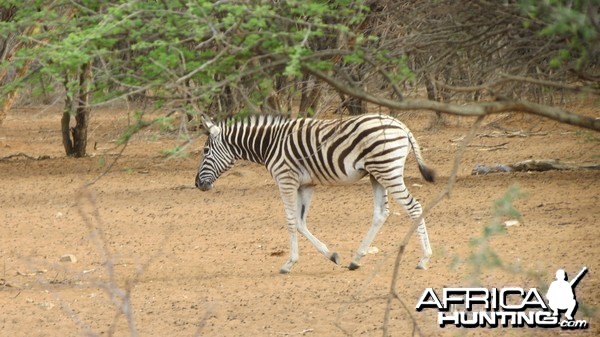 Zebra Namibia