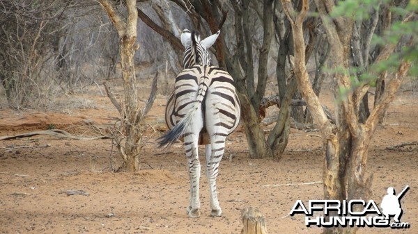 Zebra Namibia