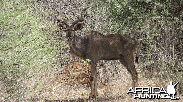 Greater Kudu Namibia