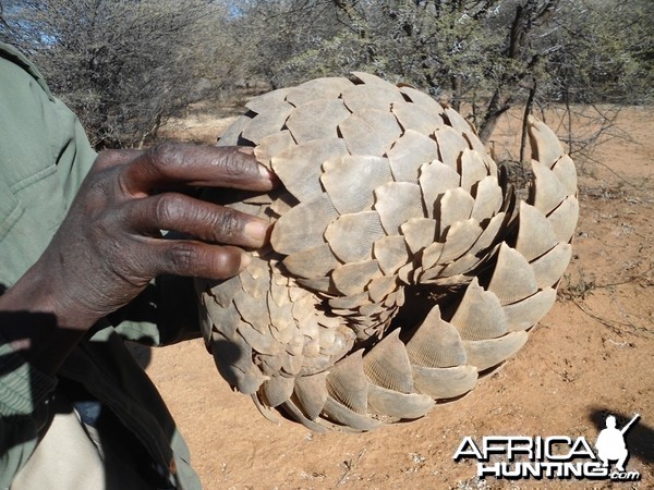 Pangolin Namibia