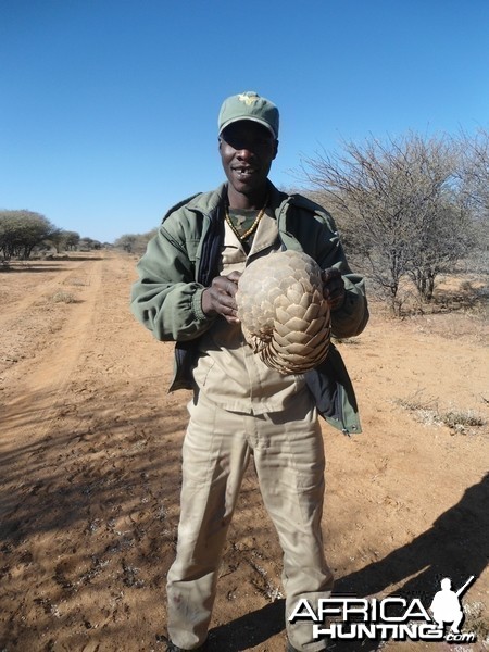 Pangolin Namibia