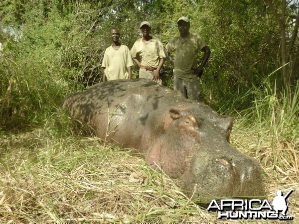 Hippo Selous