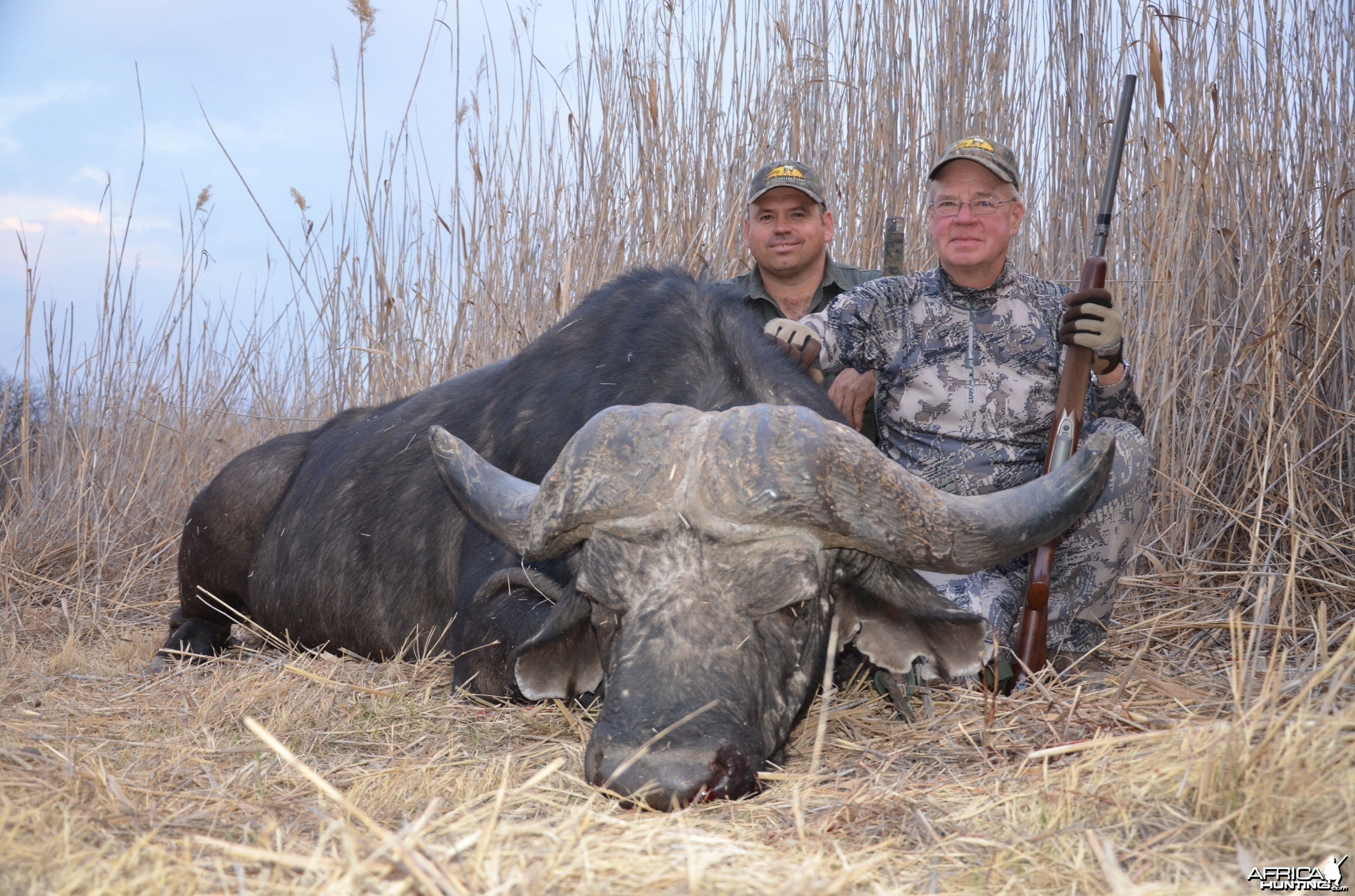 Old bull Cape buffalo