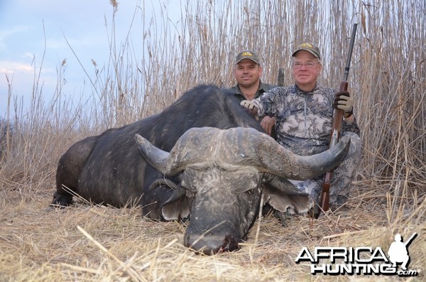 Old bull Cape buffalo