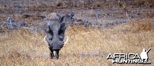 Warthog