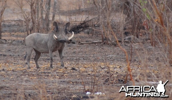 Warthog