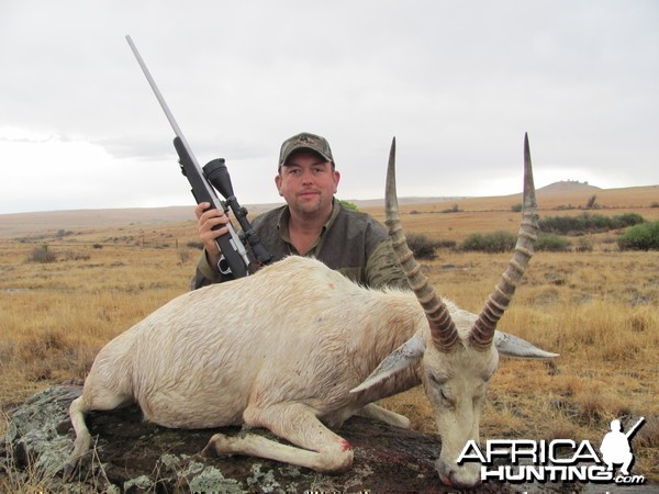 White Blesbok