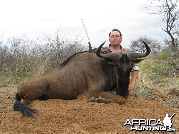 Blue Wildebeest