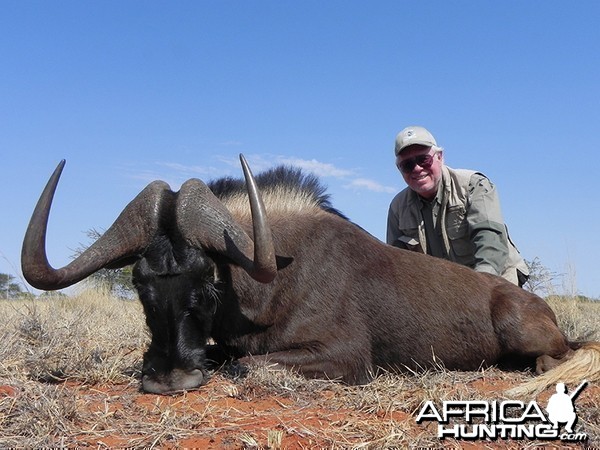 Black Wildebeest hunt with Wintershoek Johnny Vivier Safaris