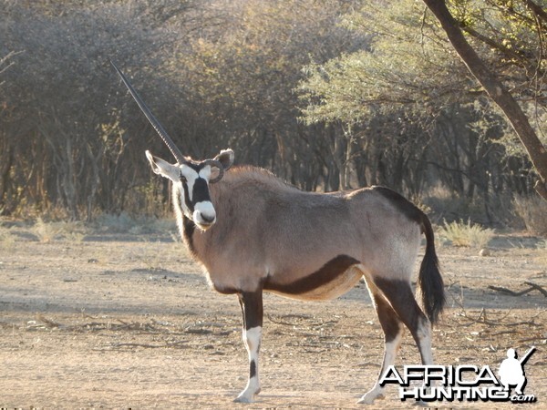 Gemsbok Namibia