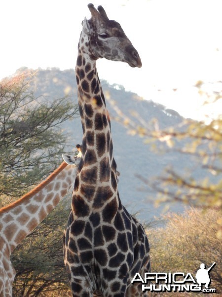 Giraffe Namibia