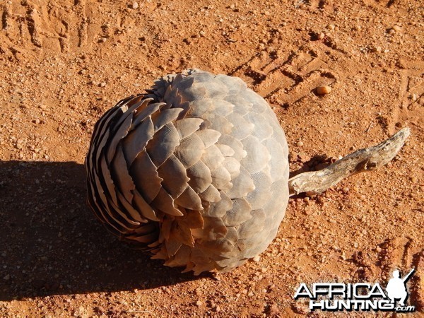 Pangolin Namibia