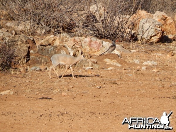 Damara Dik-Dik Namibia