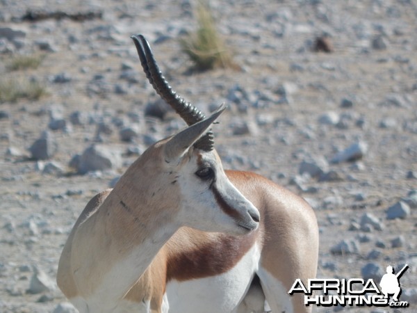 Springbok Etosha Namibia