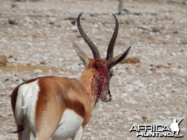 Springbok Etosha Namibia