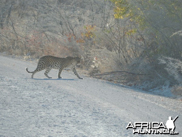 Leopard Etosha Namibia