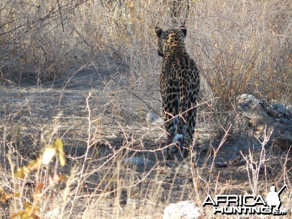 Leopard Etosha Namibia