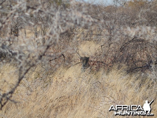 Leopard Etosha Namibia