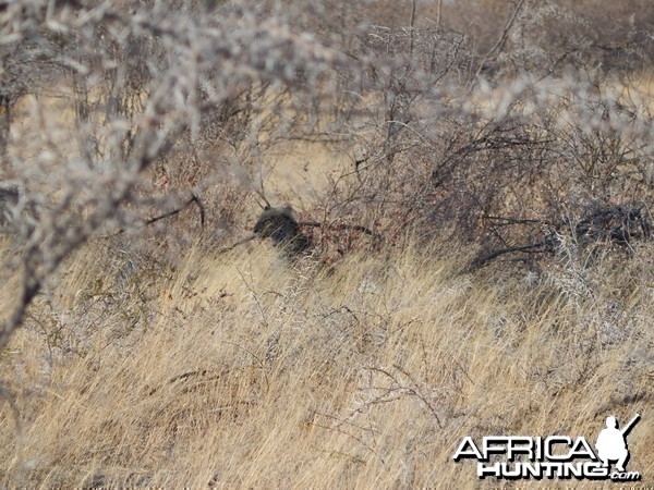 Leopard Etosha Namibia