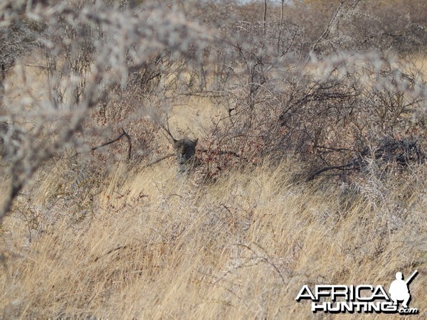 Leopard Etosha Namibia