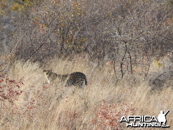 Leopard Etosha Namibia