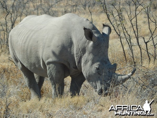 White Rhino Etosha Namibia