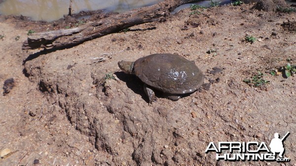 Leopard Turtle Namibia