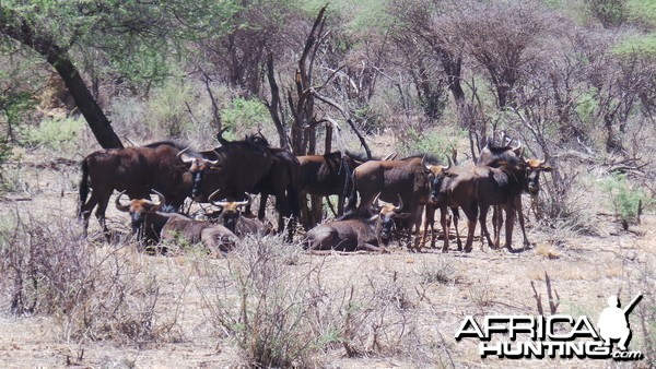 Blue Wildebeest Namibia