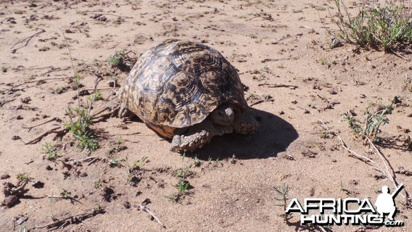 Tortoise Namibia