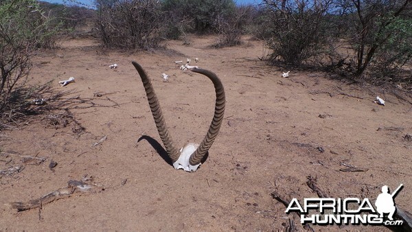 Waterbuck horns Namibia