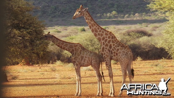 Giraffe Namibia