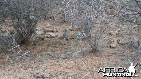 Damara Dik-Dik Namibia