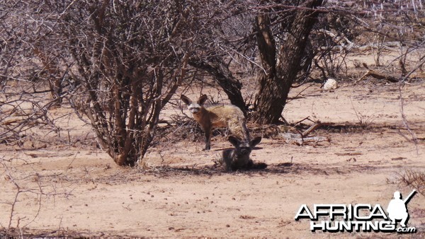 Bat-Eared Fox Namibia