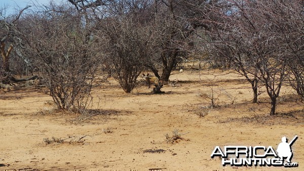 Bat-Eared Fox Namibia