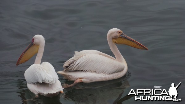 Pelican Walvis Bay Namibia