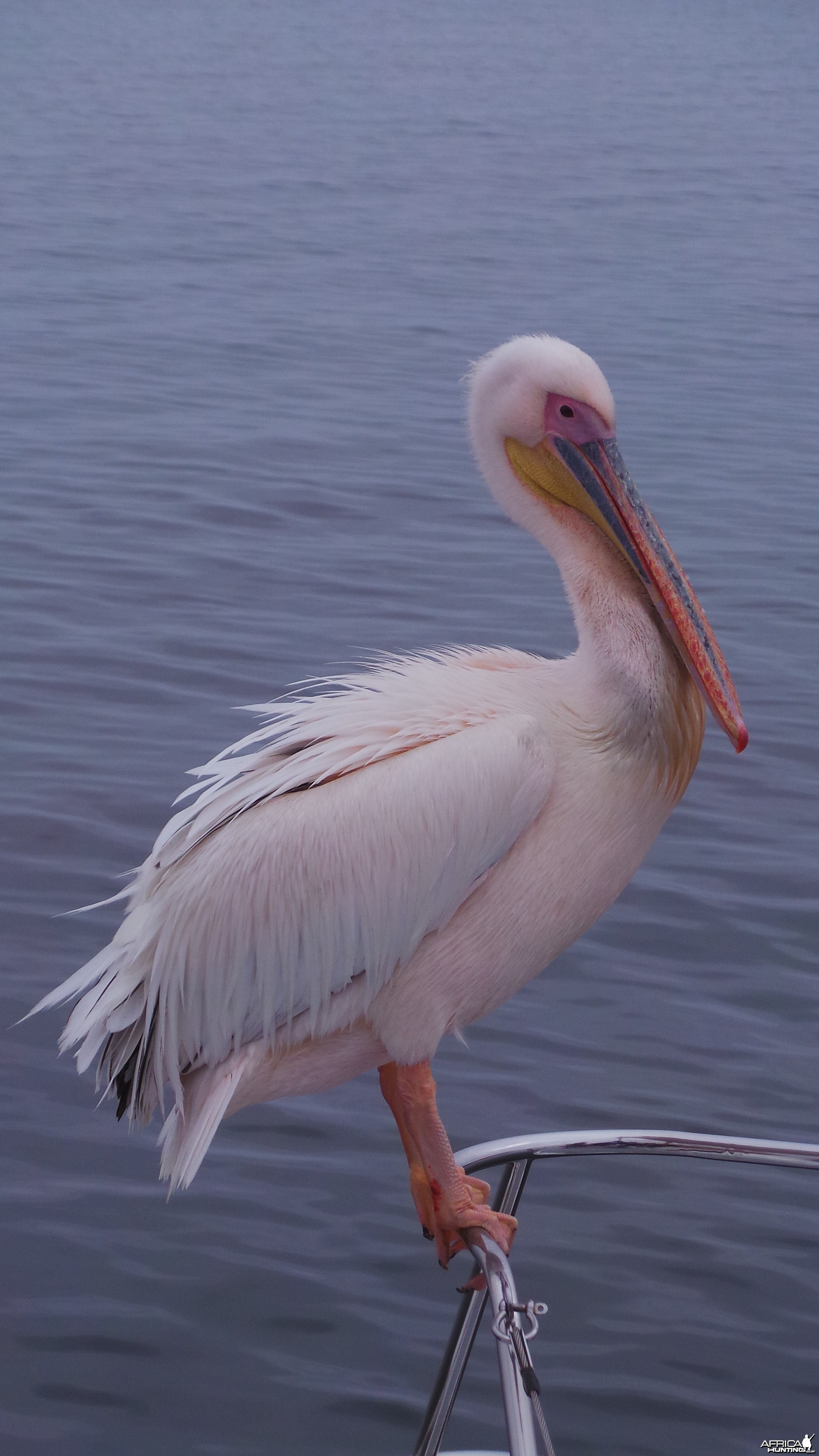 Pelican Walvis Bay Namibia