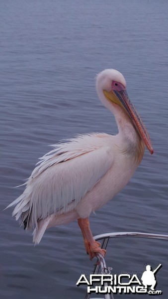 Pelican Walvis Bay Namibia